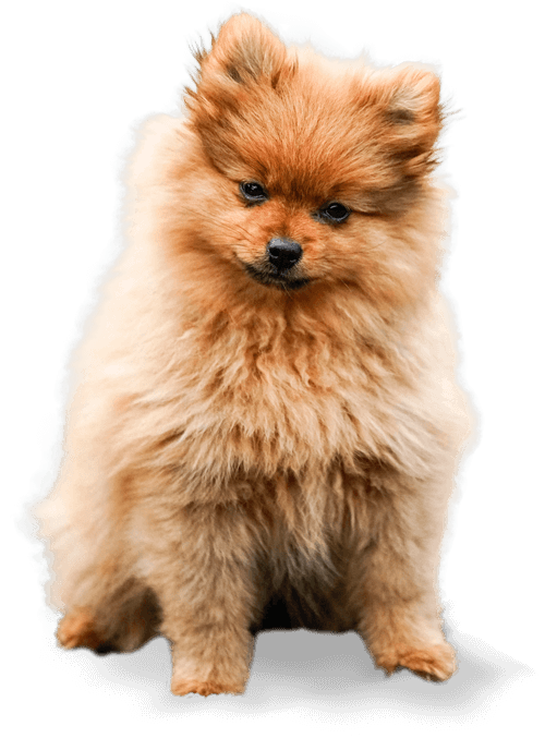 dog about.png
